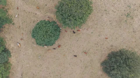 Cows graze peacefully among sparse green bushes 스톡 동영상 342662459