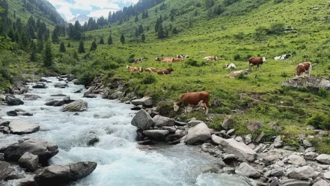 Cows graze peacefully by a clear, rushing mountain river in the Salzachgeie.. Stock Footage 336196052