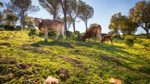 Cows graze Stock Photos