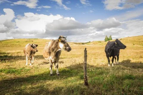 Cows graze Stock Photos