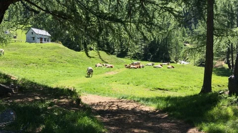 Cows graze on a private lawn Stock Footage 112216262