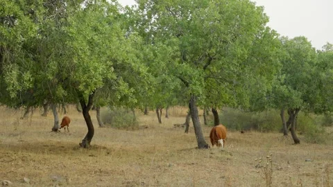 Cows graze quietly under olive trees Video stock 336793956