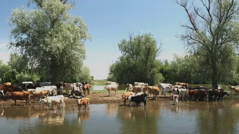 Cows graze on the river bank Stock Footage 76016053