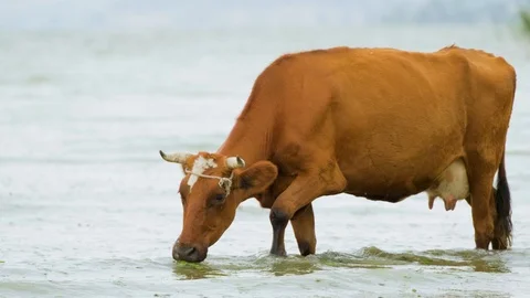 Cows graze in the river Stock Footage 116472668