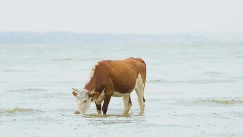 Cows graze in the river Stock Footage 116472672