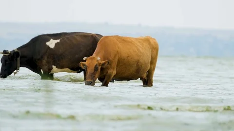 Cows graze in the river Stock Footage 116472690