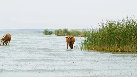 Cows graze in the river Stock Footage 116472709