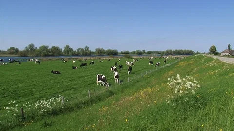 Cows graze at the riverside of the dike + pan Dutch river landscape Stock Footage 107530992