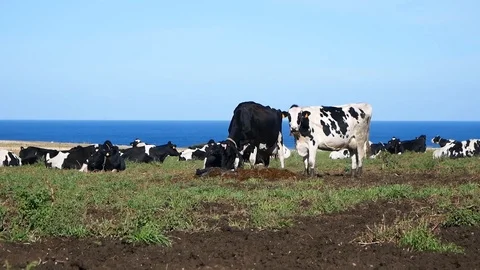 Cows graze on sea background Stock-Footage 112713590