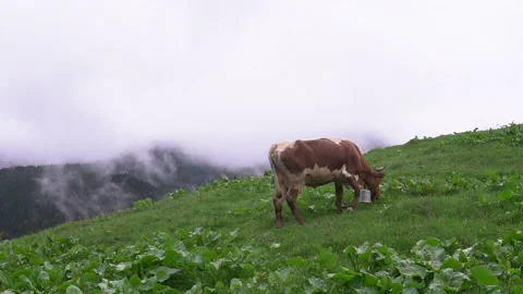 Cows graze on the slopes of the mountains in rainy weather.Herd of cows grazing  Video stock 163531105