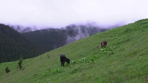 Cows graze on the slopes of the mountains in rainy weather.Herd of cows grazing  Video stock 163531258