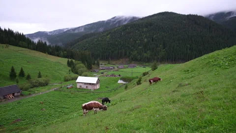 Cows graze on the slopes of the mountains in rainy weather.Herd of cows grazing  Video stock 163531596