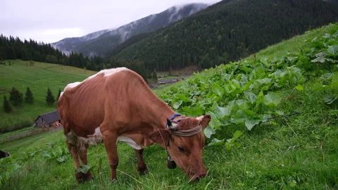 Cows graze on the slopes of the mountains in rainy weather.Herd of cows grazing  Video stock 163531719