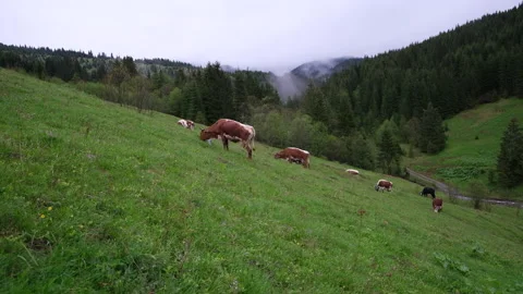 Cows graze on the slopes of the mountains in rainy weather.Herd of cows grazing  Video stock 163531893