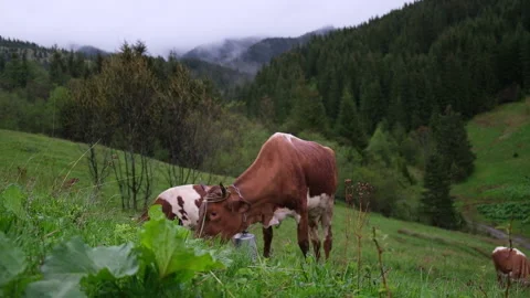 Cows graze on the slopes of the mountains in rainy weather.Herd of cows grazing  Video stock 163531897