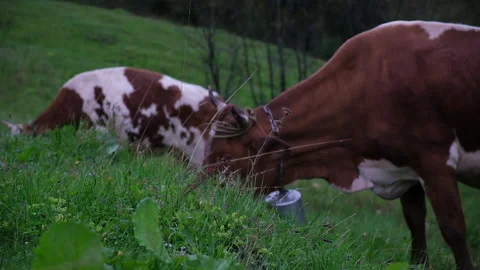 Cows graze on the slopes of the mountains in rainy weather.Herd of cows grazing  Video stock 163531898