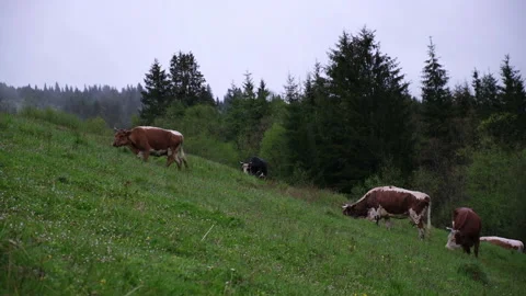 Cows graze on the slopes of the mountains in rainy weather.Herd of cows grazing  Video stock 163531937