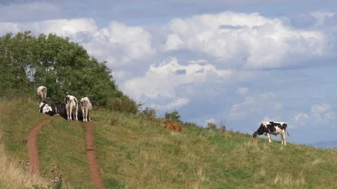 Cows Graze on Steep Hill on a Cloudy Day Vídeo Stock 119707692