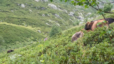 Cows graze on a steep mountain slope Stock Footage 149556665