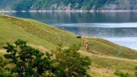 Cows graze on the steep riverbank. Stock Footage 70558152