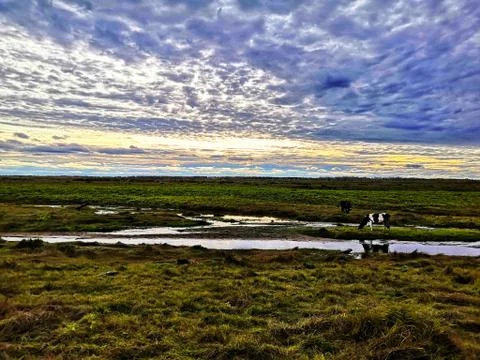 Cows graze by the stream Stock Photos