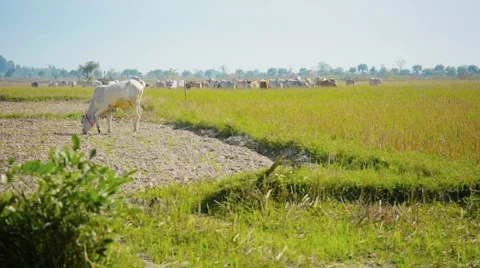 Cows graze on the stubble fields. burma 库存影片 40975547