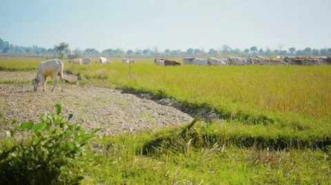 Cows graze on the stubble fields. myanmar Stock Footage 40975554