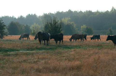 Cows graze in the summer Stock Photos