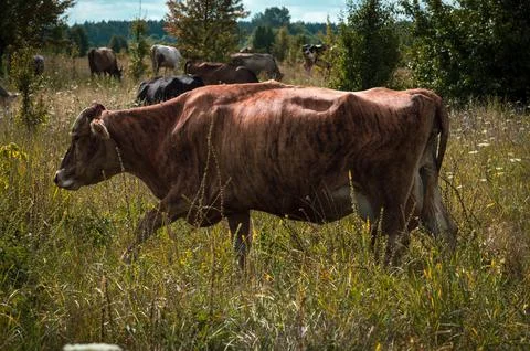 Cows graze in the summer Stock Photos