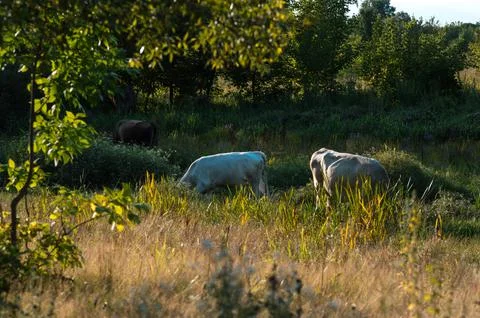 Cows graze in the summer Stock Photos