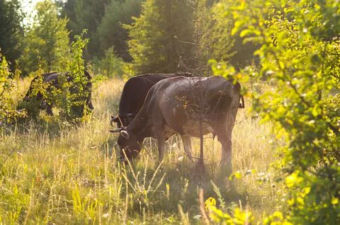 Cows graze in the summer Stock Photos