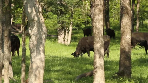 Cows graze in trees Stock Footage 49396810