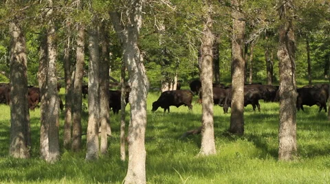 Cows graze in trees wide Stock Footage 49398160