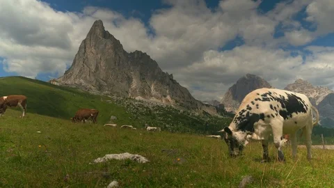 Cows graze under huge mountain in the alps Stock Footage 96772141