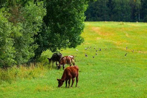 Cows graze under leafy trees in a vibrant green field. Birds scatter across t Stock Photos
