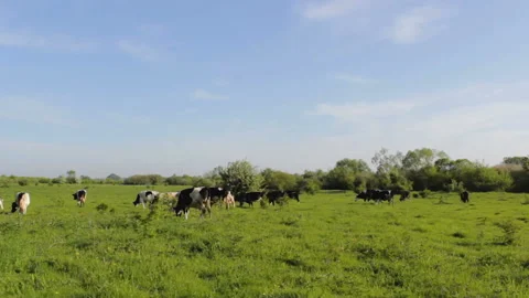 Cows graze in the valley Stock Footage 116257409