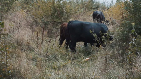 Cows grazed in the Meadow Stock Footage 95041060