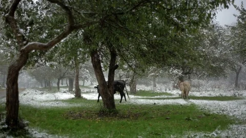Cows grazed in the snowy forest Stockbeeldmateriaal 90287375