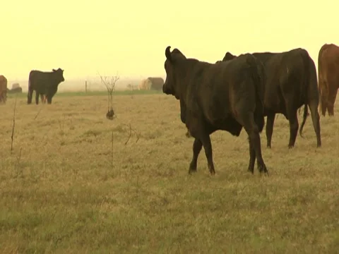 Cows Grazing 1 Stock Footage 8693665
