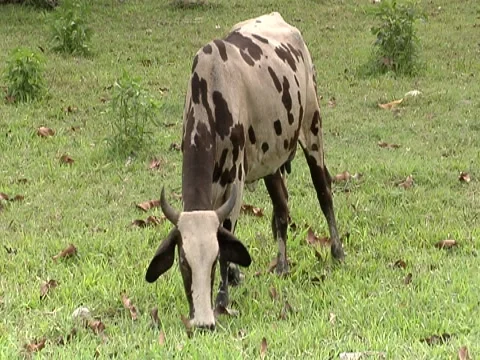 Cows Grazing 2 Stock Footage 8691257