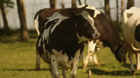Cows grazing. 2 Stock Footage 36045281