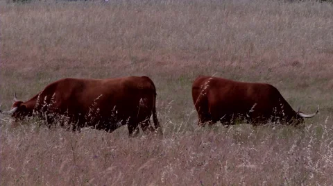 Cows grazing #2 Stock Footage 48047957
