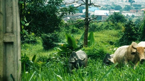 Cows grazing 2 Stock Footage 90536442