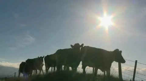 Cows grazing 2334 Stock Footage 10591638