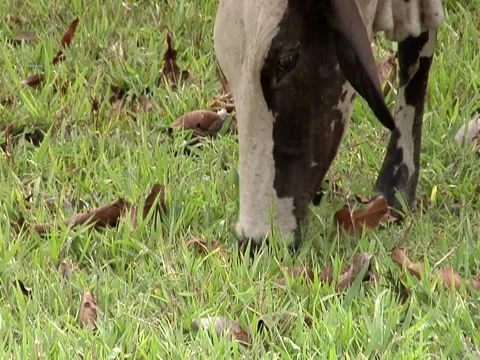 Cows Grazing 3 Stock Footage 8691277