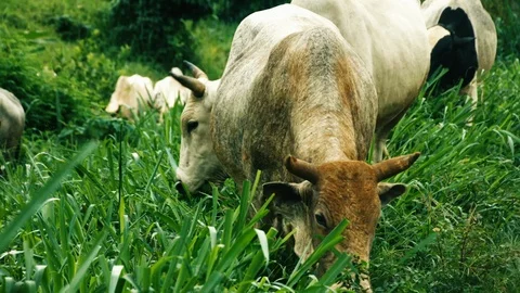 Cows grazing 3 Stock Footage 90534873