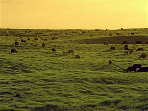 Cows Grazing 320x240 Stock Footage 523870