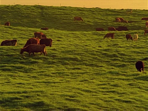 Cows Grazing 320x240 Stock Footage 523897