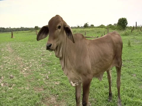 Cows Grazing 4 Stock Footage 8691235