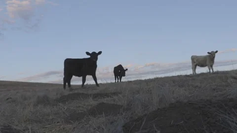 Cows Grazing 42Sec Stock Footage 255201367